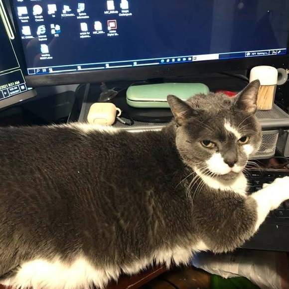 Meet your Posher, Staci - Picture 1 of 1